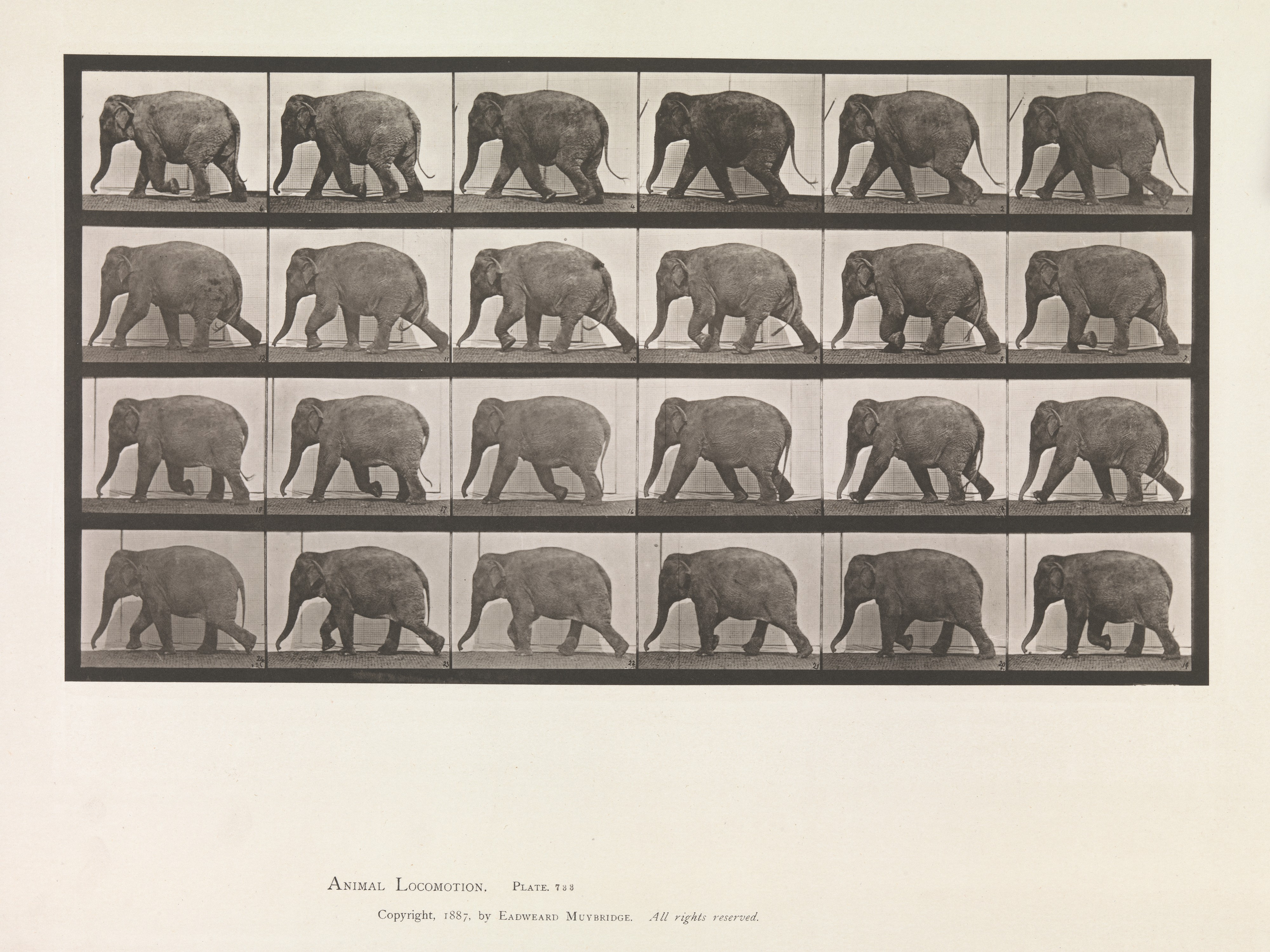 Muybridge locomotion plate: an elephant's walk captured frame by frame