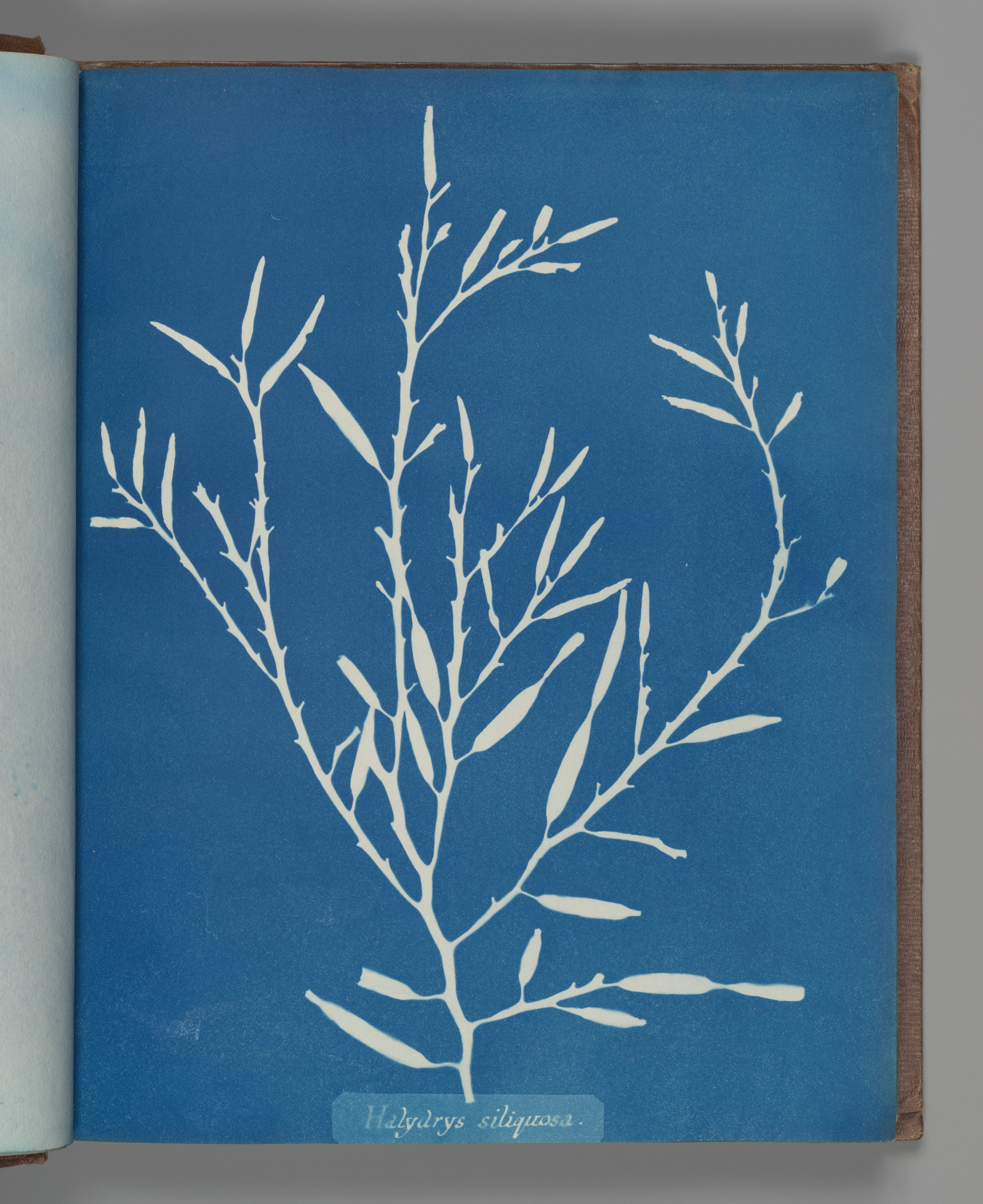 Cyanotype of halydrys, its branches dividing in white on Prussian blue