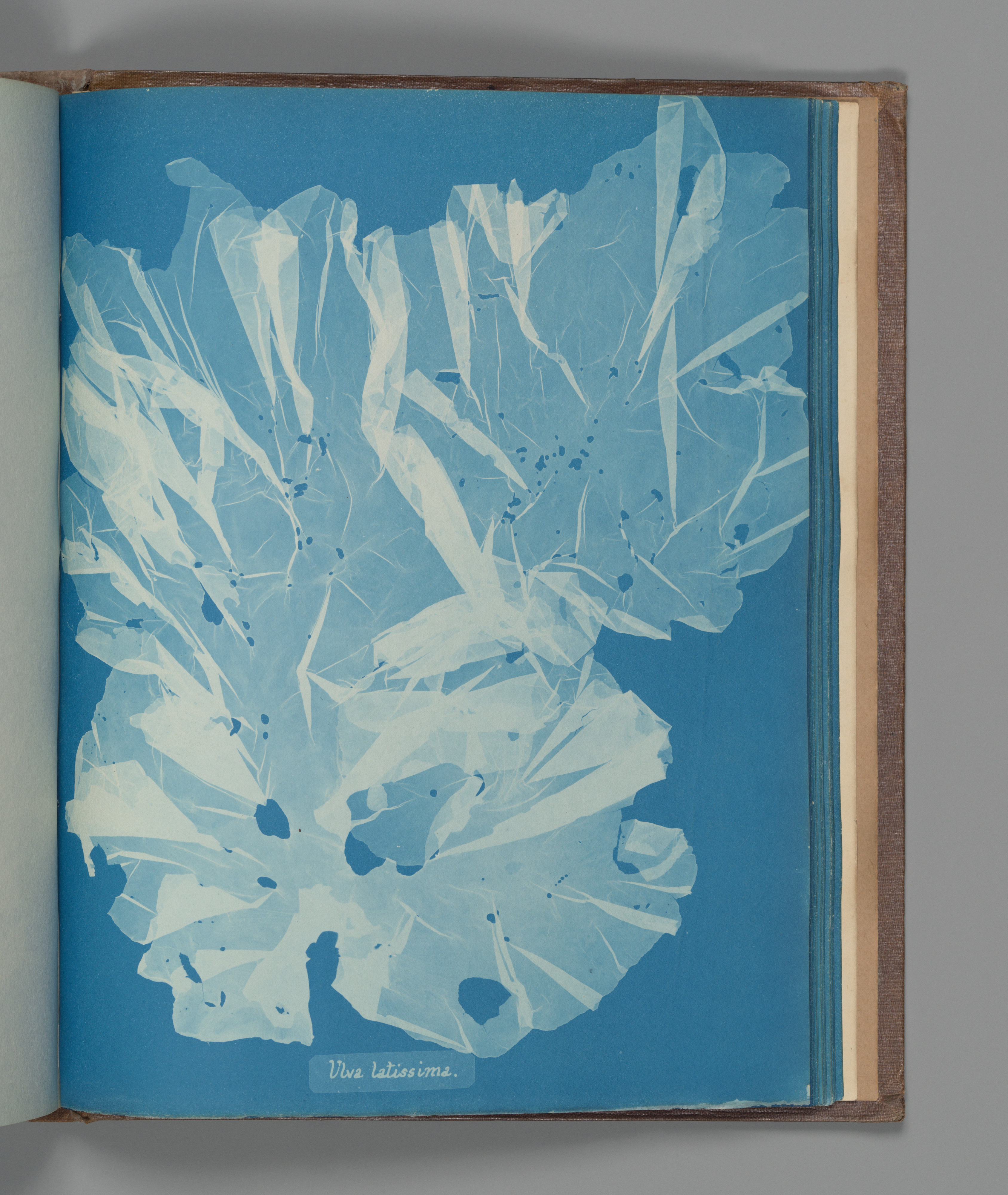 Cyanotype of ulva, translucent layers overlapping