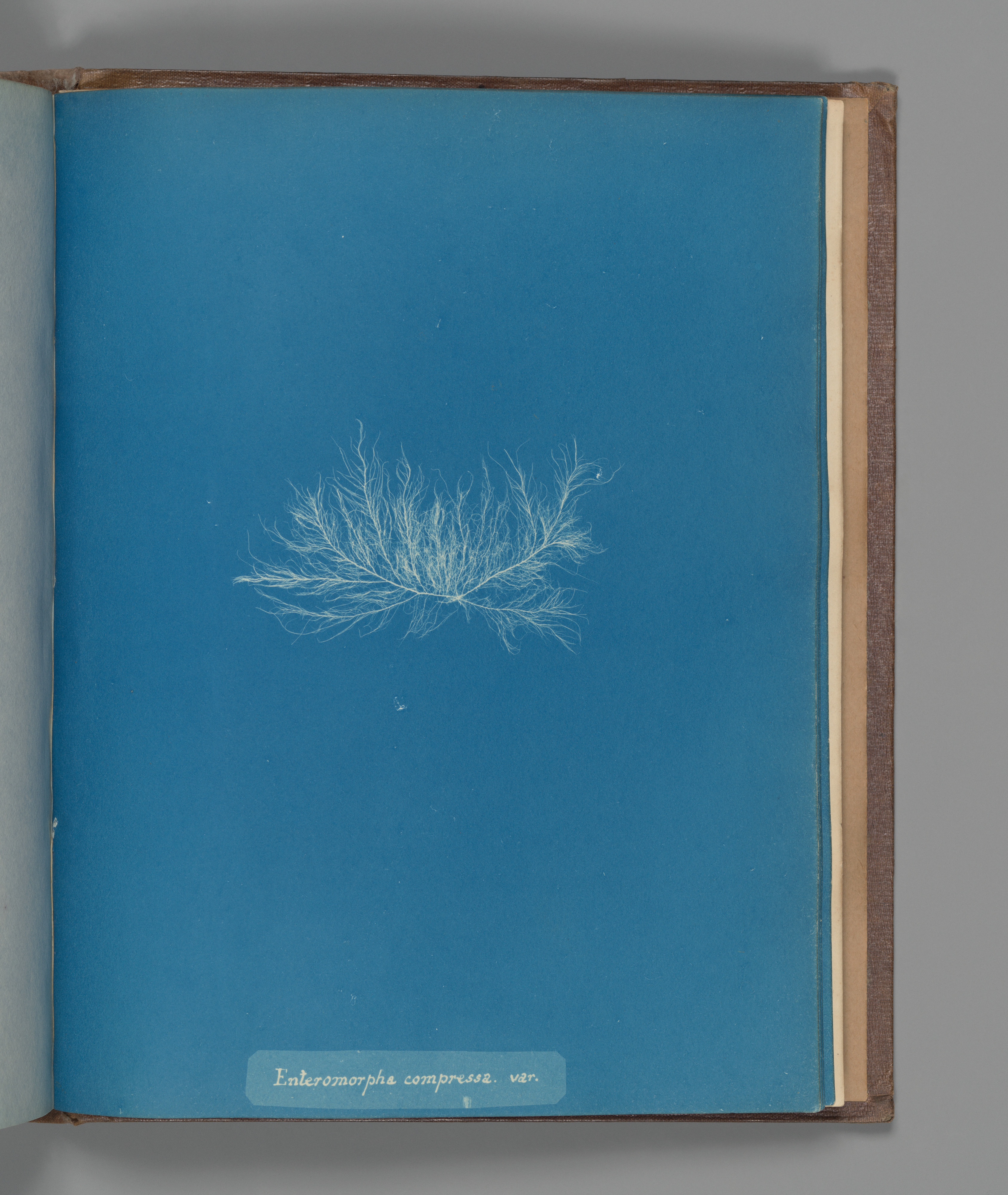 Cyanotype of enteromorpha, filaments crossing like a network